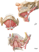 Suprahyoid Muscles