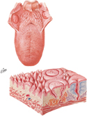 Dorsum of Tongue