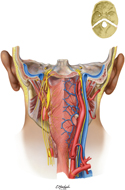Nerves and Vessels of Pharynx: Posterior View