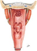 Pharynx: Opened Posterior View