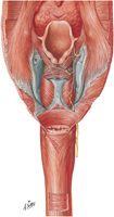 Pharyngoesophageal Junction