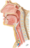 Pharynx and Larynx: Median Section