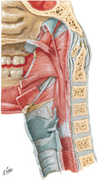 Muscles of Pharynx: Medial View