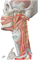 Nerves of Head and Neck