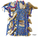 Vertebral Veins and Vertebral Venous Plexuses