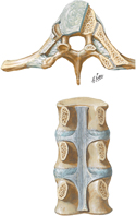 Ligaments of Vertebral Column