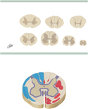 Spinal Cord: Fiber Tracts in Cross Sections