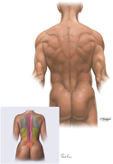 Back: Surface Anatomy