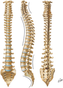 Vertebral Column