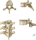 Thoracic Vertebrae
