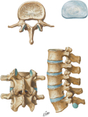 Lumbar Vertebrae