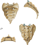 Sacrum and Coccyx