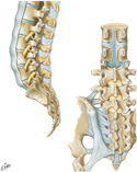 Ligaments of Vertebral Column: Lumbosacral Region