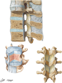 Joints of Vertebral Column: Lumbar Region