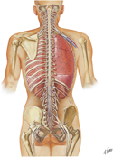 Spinal Cord and Spinal Nerves