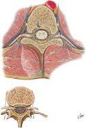 Spinal Nerve, Roots, and Rami