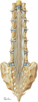 Conus Medullaris and Cauda Equina