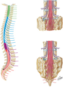 Spinal Nerve Roots and Vertebrae