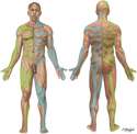 Dermatomes