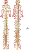 Arteries of Spinal Cord: Schema