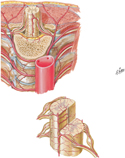 Arteries of Spinal Cord