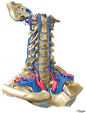 Veins of Vertebral Column: Vertebral Veins