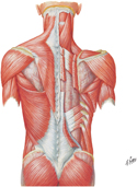 Muscles of Back: Superficial Layer