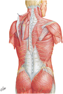 Nerves of Back