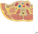 Lumbar Region of Back: Cross Section