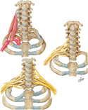 Cervical Ribs and Related Variations