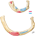 Ribs: Muscle Attachment Sites