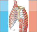 Muscles of Respiration