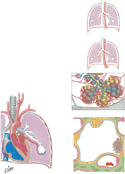 Anatomy of Ventilation and Respiration