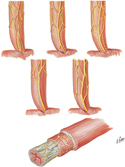 Esophageal Plexus: Variations and Intrinsic Nerves