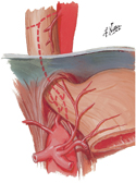 Arteries of Esophagus: Variations