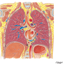 Thorax: Coronal Section