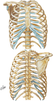 Thoracic Skeleton