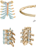 Ribs and Their Joints