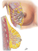 Breast: Mammary Glands