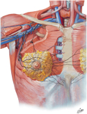 Lymphatic Vessels and Lymph Nodes of Breast