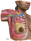 Breast: Lymphatic Drainage