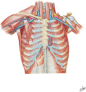 Anterior Thoracic Wall: Deeper Dissection