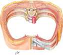 Intercostal Nerves and Arteries