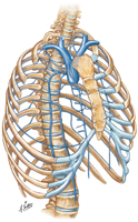 Veins of Thoracic Wall