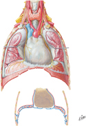 Phrenic Nerves In Situ