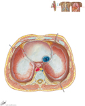 Diaphragm: Superior View