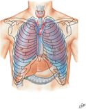 Lungs in Thorax: Anterior View