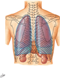 Lungs in Thorax: Posterior View