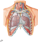 Lungs In Situ: Anterior View