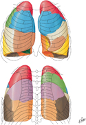 Bronchopulmonary Segments: Anterior and Posterior Views